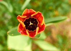 Frühling im Garten 