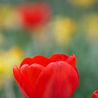 Frühling im Garten