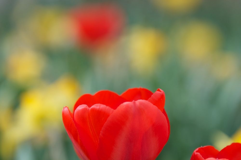 Frühling im Garten