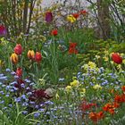 Frühling im Garten