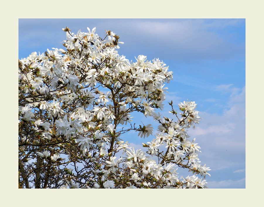 Frühling im Garten