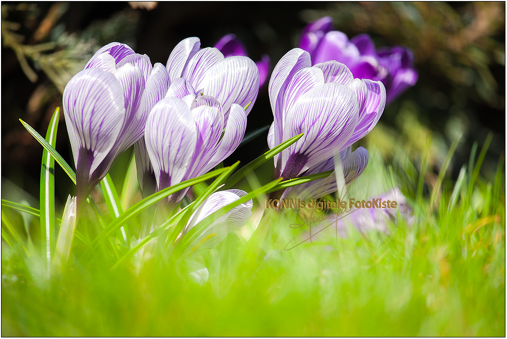 Frühling im Garten