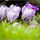 Frühling im Garten