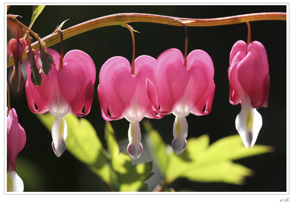 Frühling im Garten