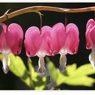 Frühling im Garten