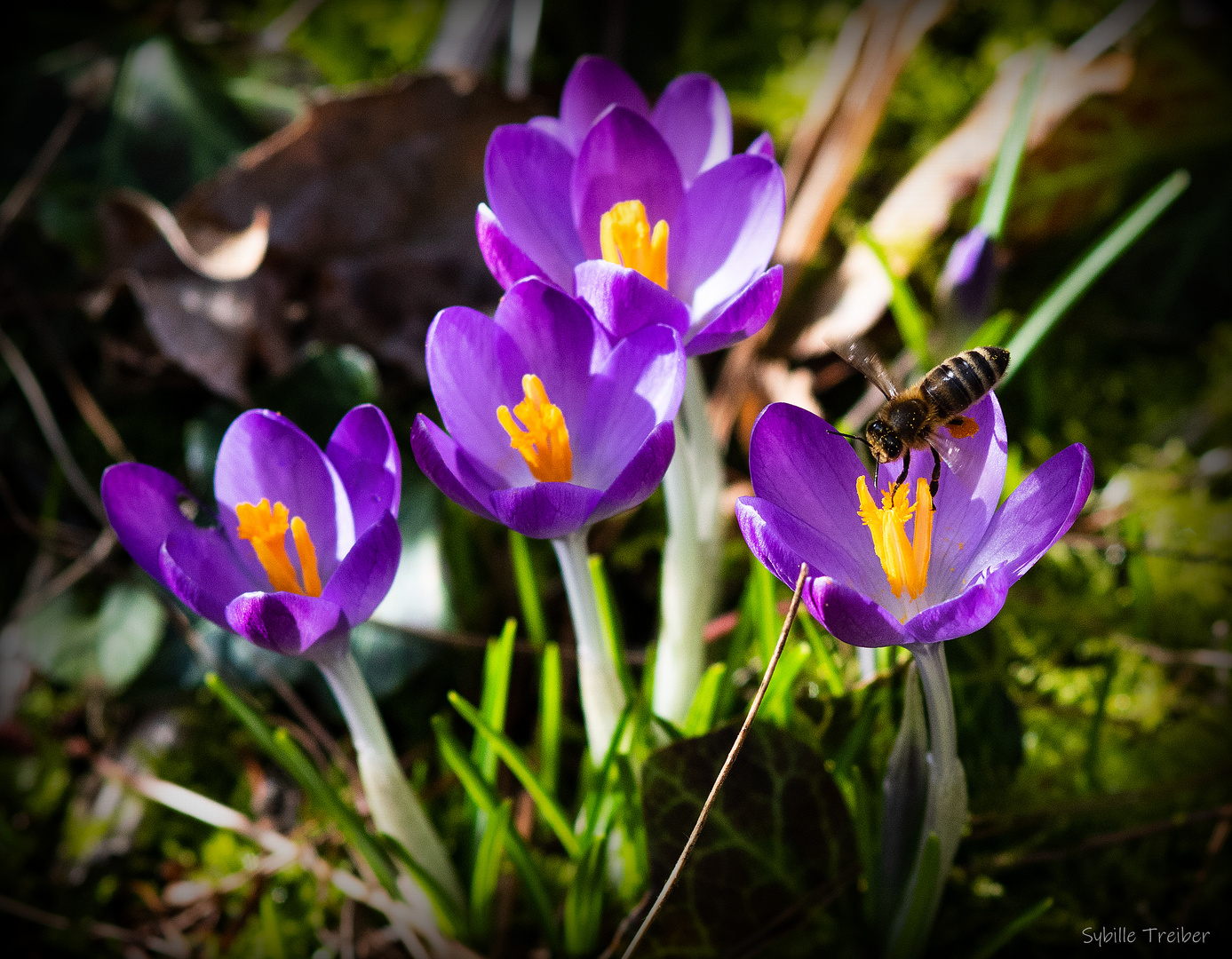 Frühling im Garten