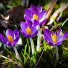 Frühling im Garten