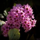 Frühling im Garten