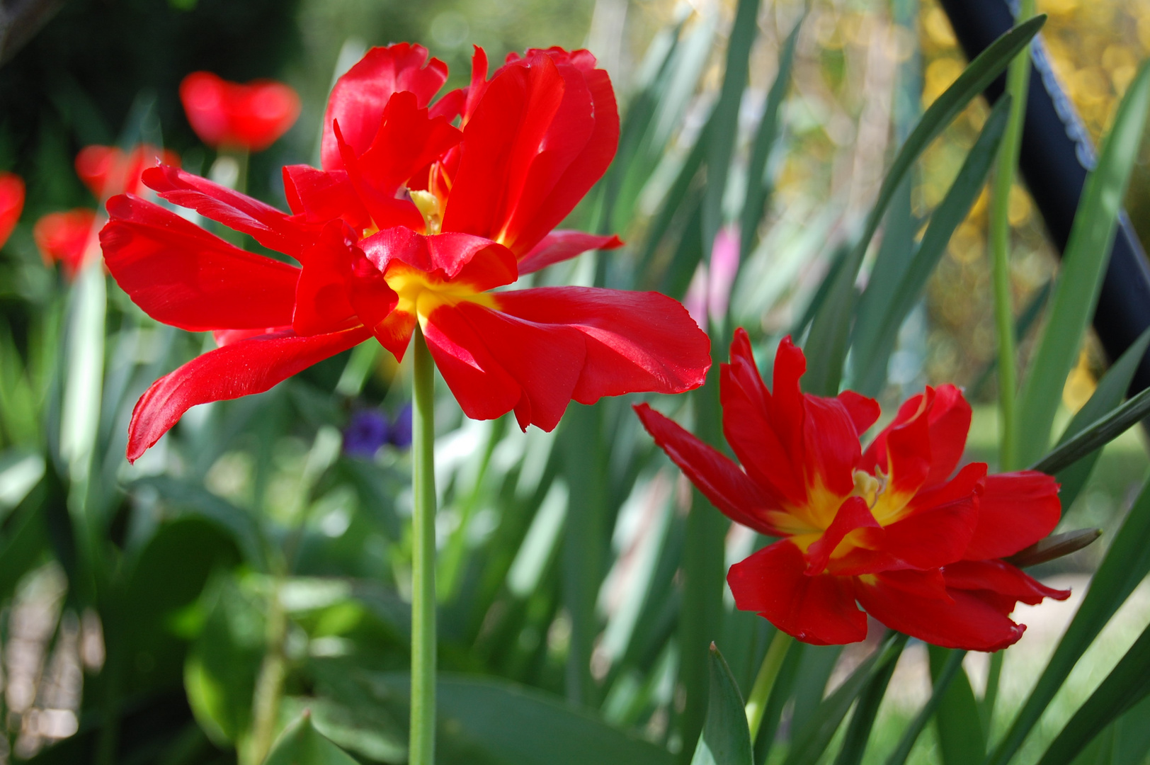 Frühling im Garten