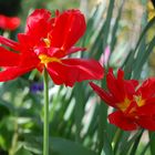 Frühling im Garten