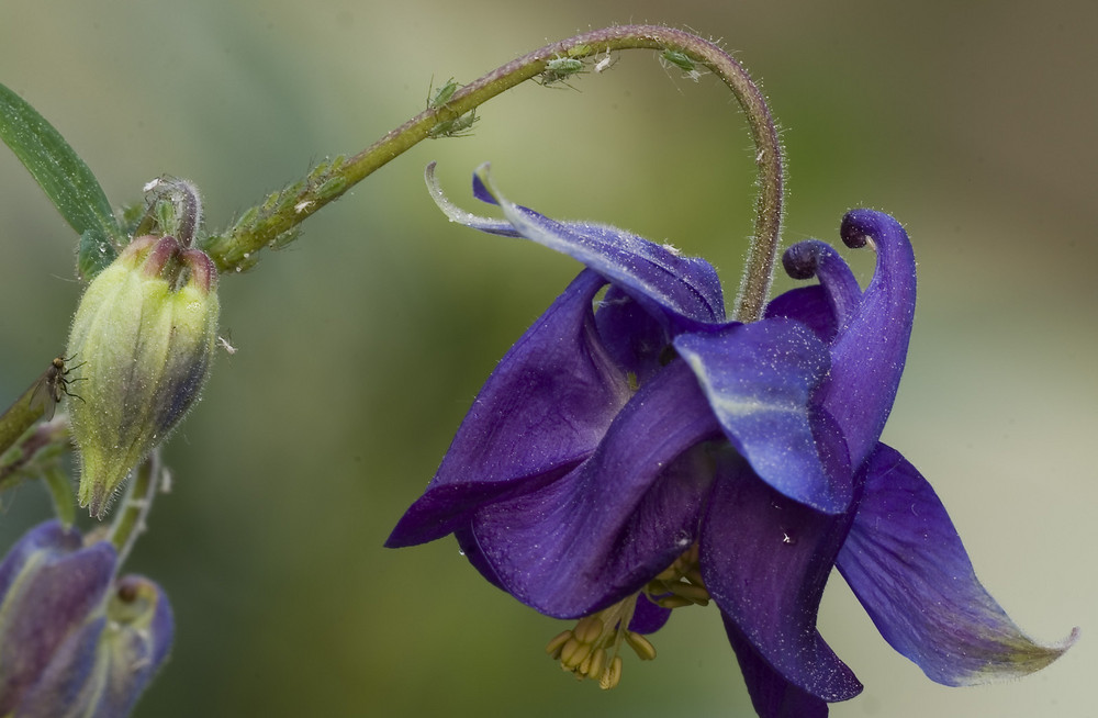 Frühling im Garten - Blüte der Akelei