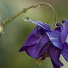 Frühling im Garten - Blüte der Akelei