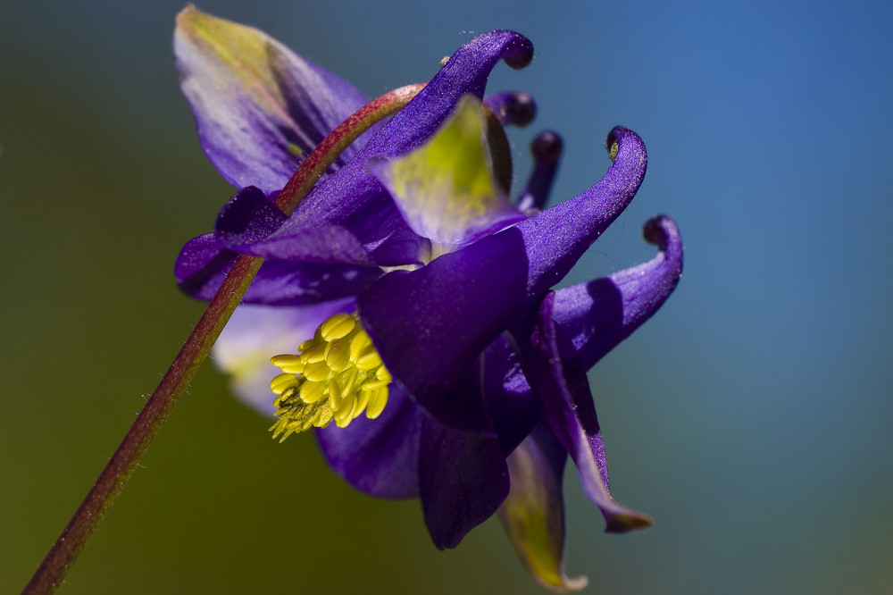 Frühling im Garten - Blüte der Akelei 1