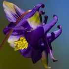 Frühling im Garten - Blüte der Akelei 1