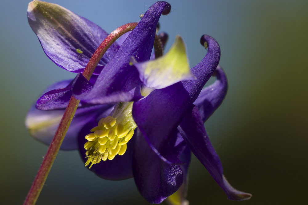 Frühling im Garten - Blüte der Akelei 2