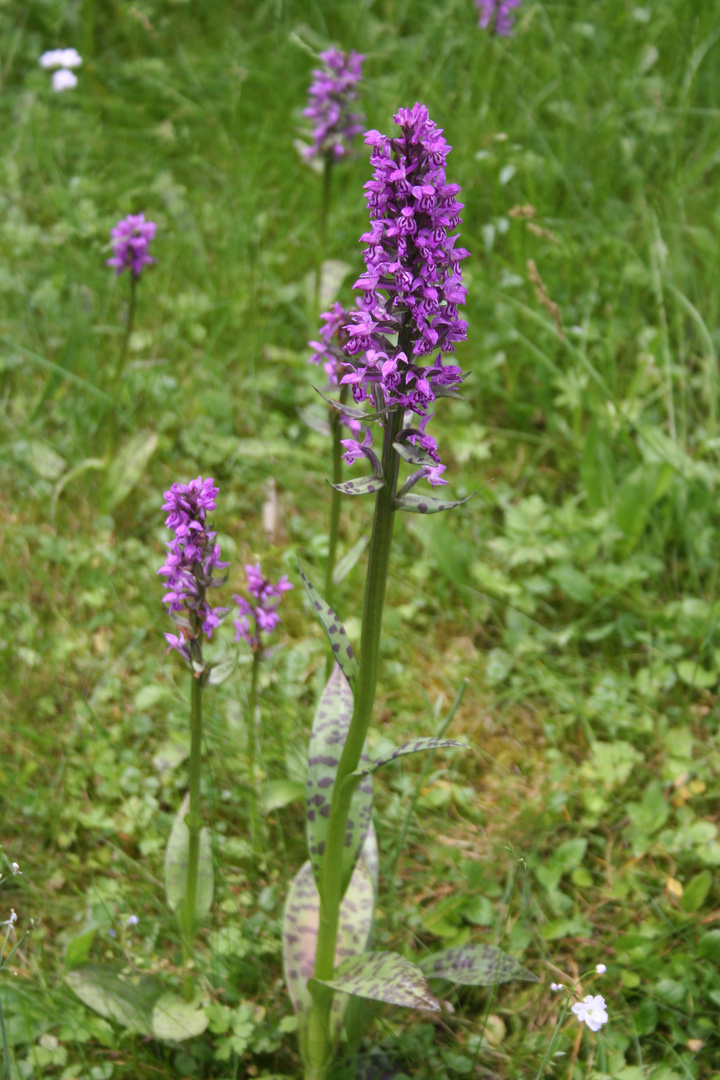 Frühling im Garten