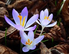 Frühling im Garten