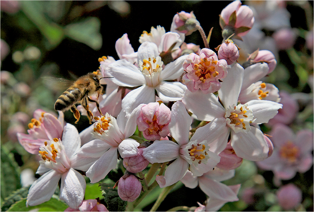 Frühling im Garten