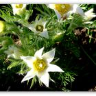 Frühling im Garten