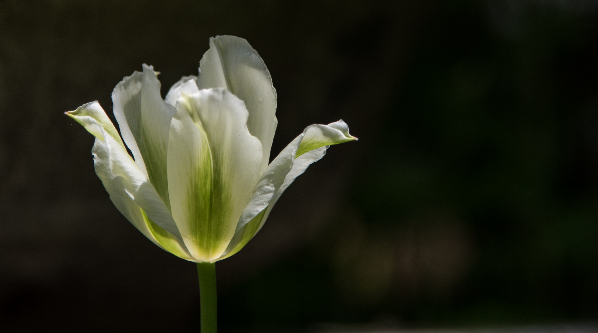  Frühling im Garten