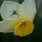 Frühling im Garten...