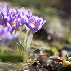 Frühling im Garten