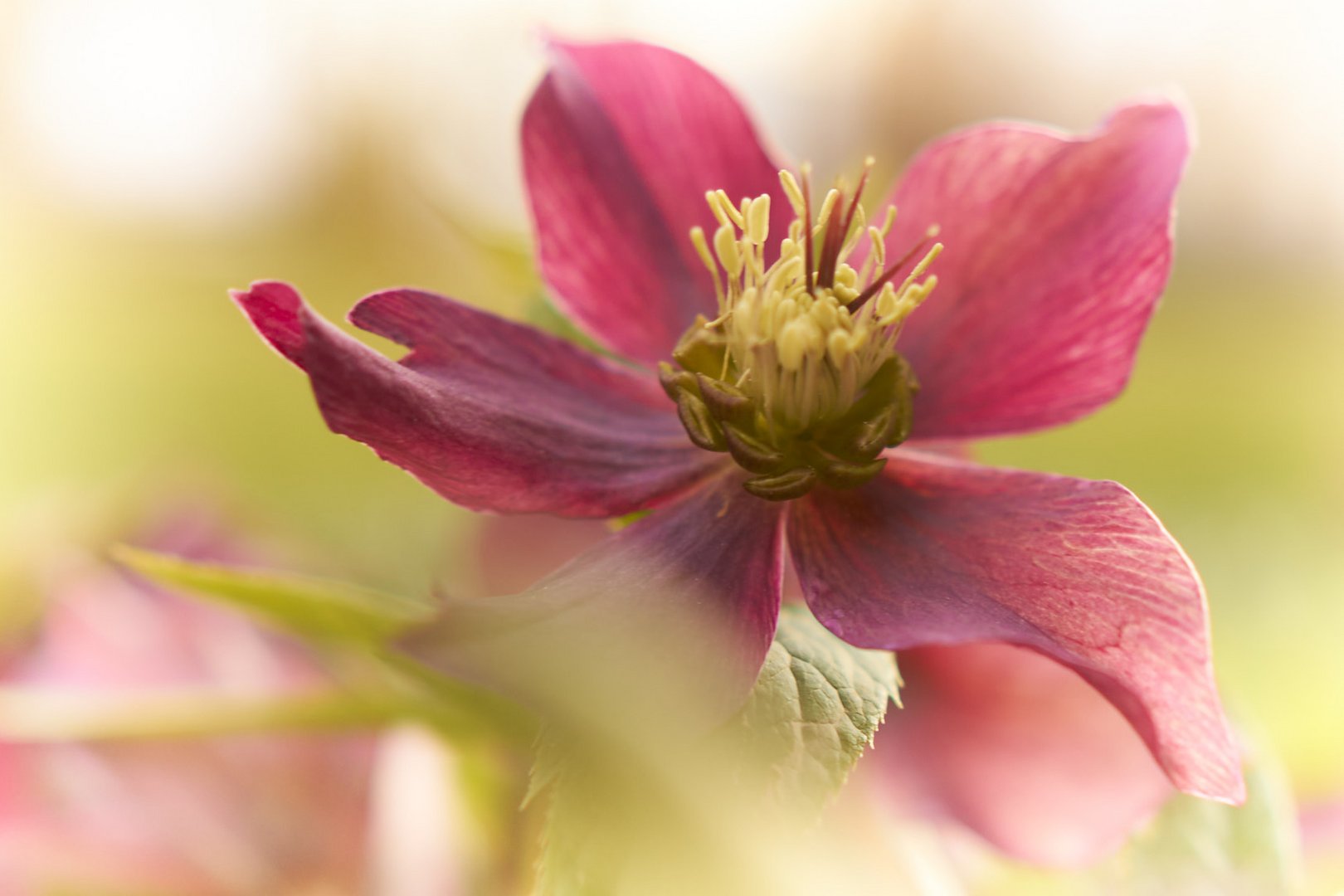 Frühling im Garten