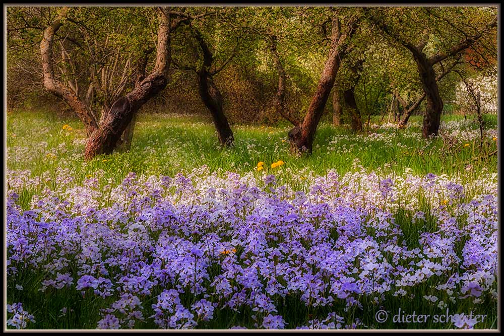 Frühling im Garten