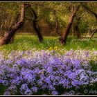 Frühling im Garten