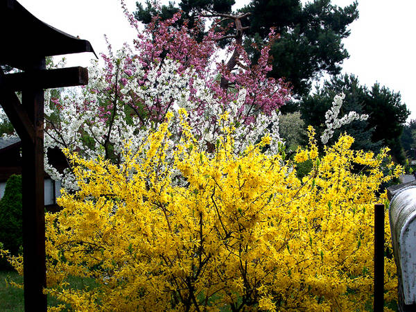 Frühling im Garten