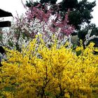 Frühling im Garten