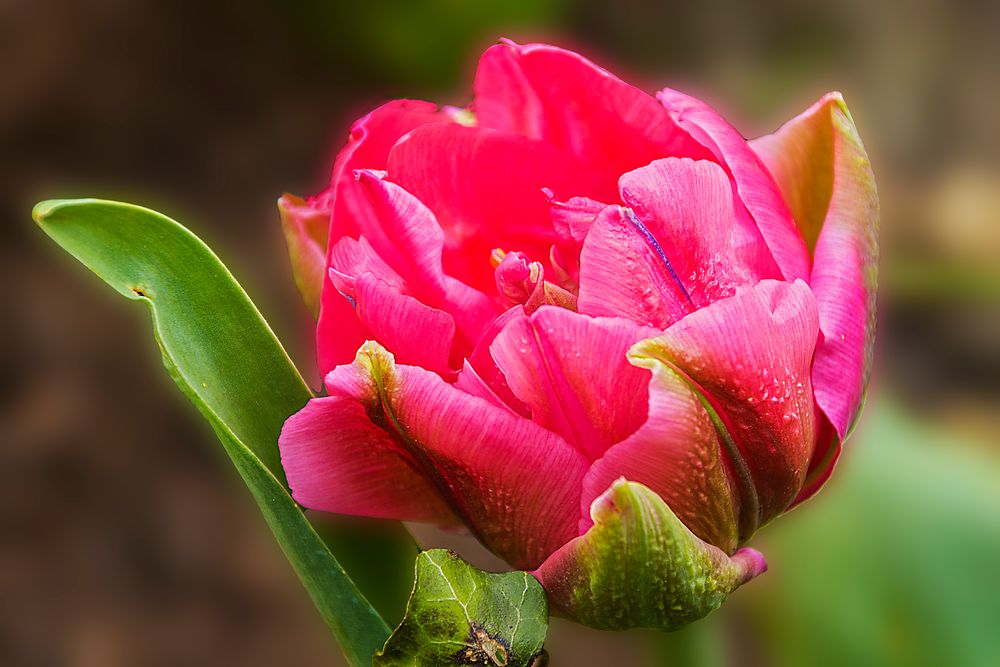 Frühling im  Garten