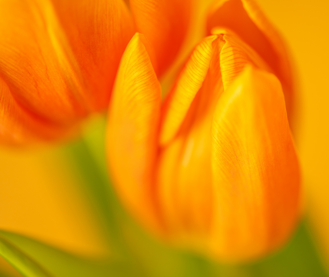 Frühling im Garten