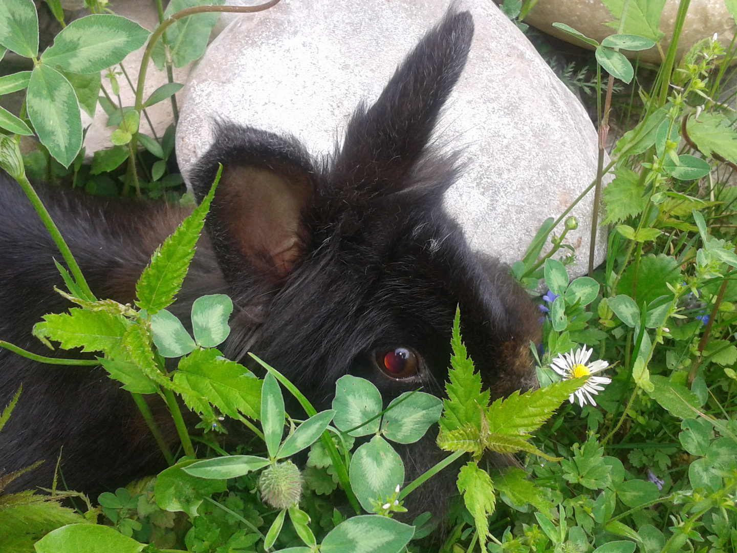 Frühling im Garten