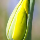 Frühling im Garten