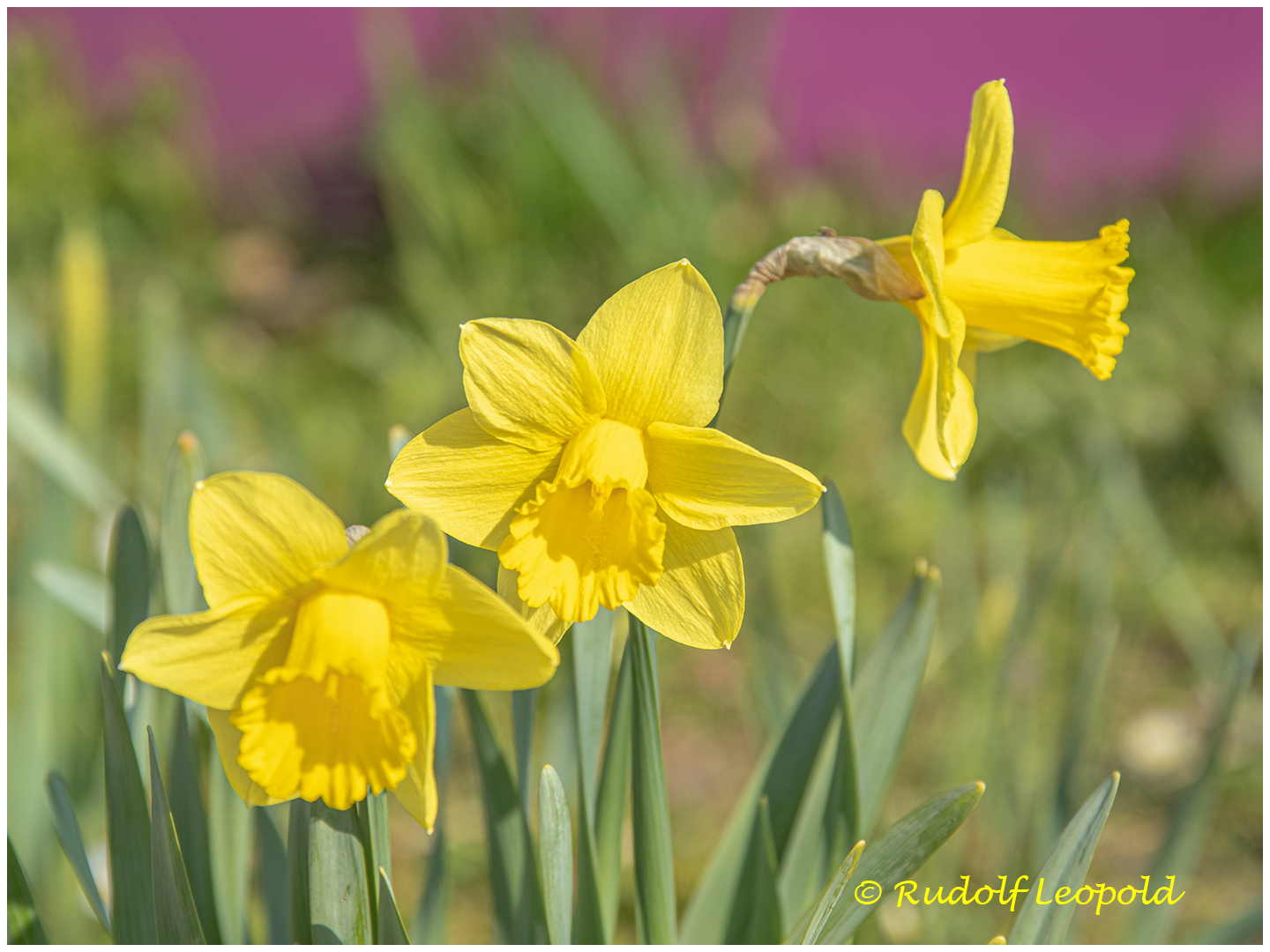 Frühling im Garten