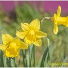 Frühling im Garten