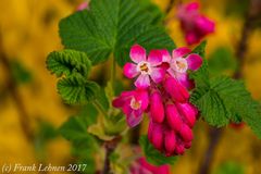 Frühling im Garten