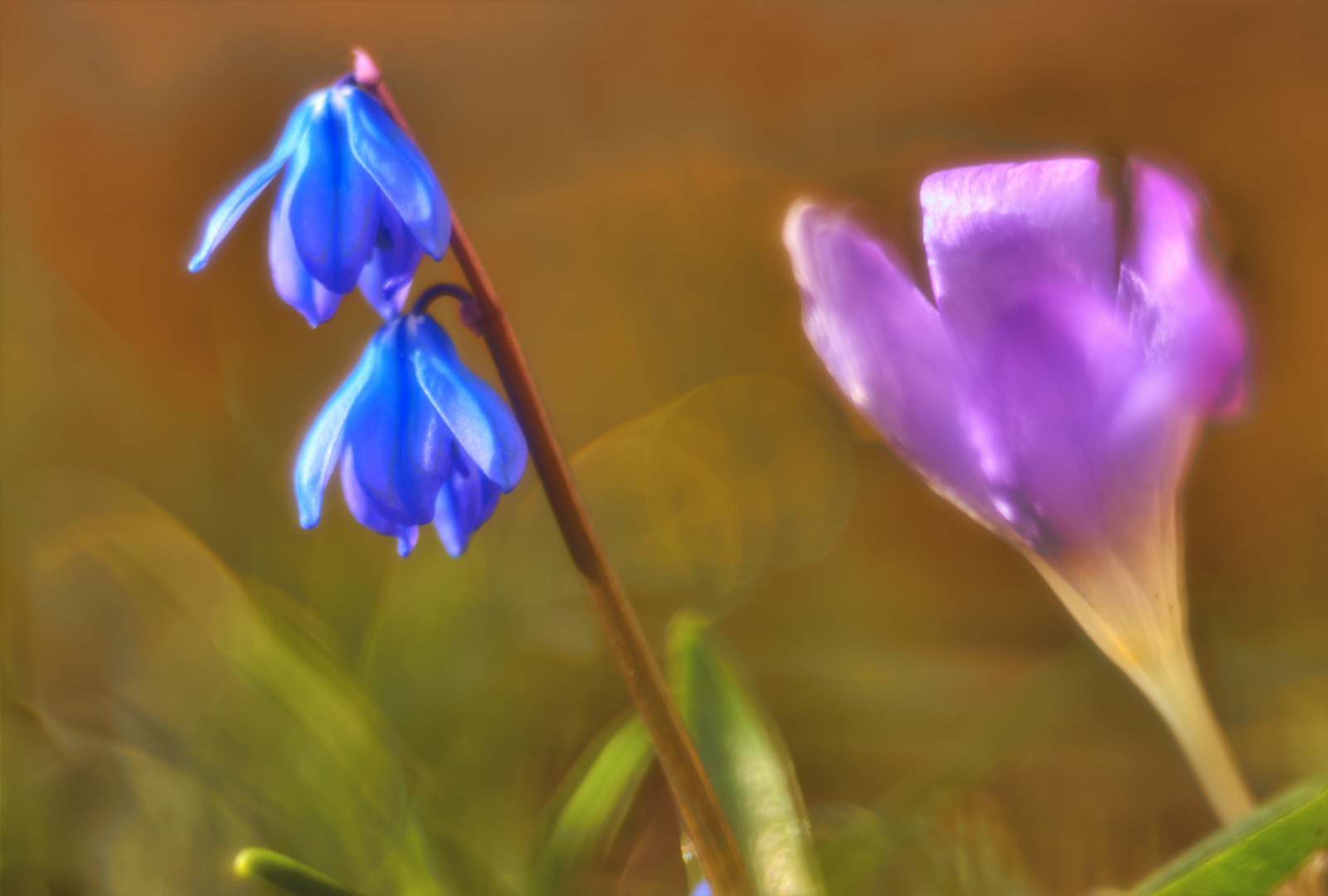 Frühling im Garten