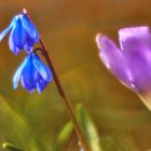 Frühling im Garten