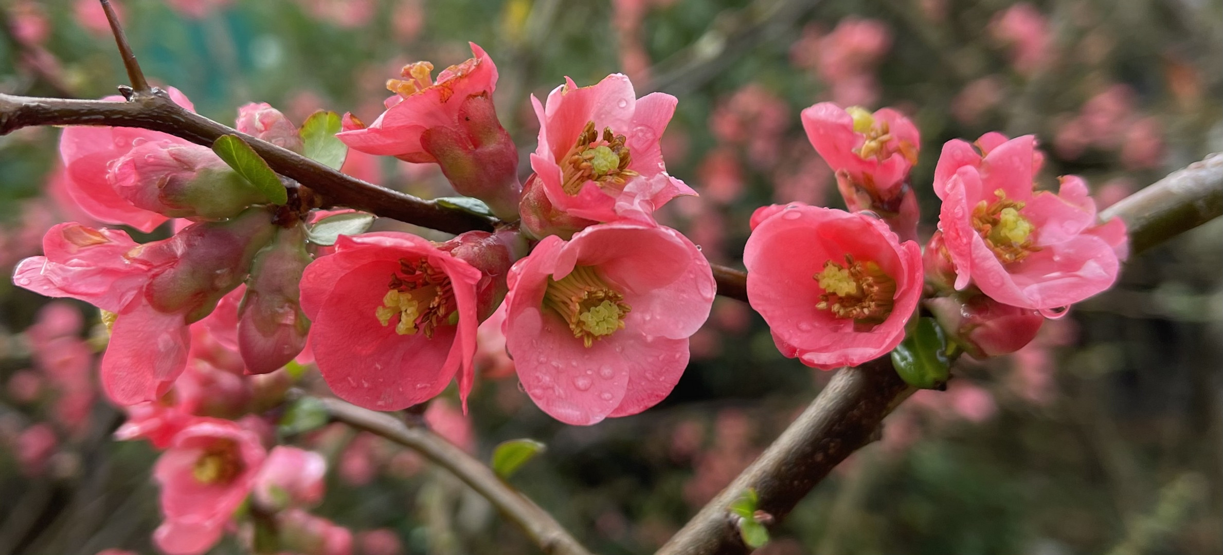 Frühling im Garten