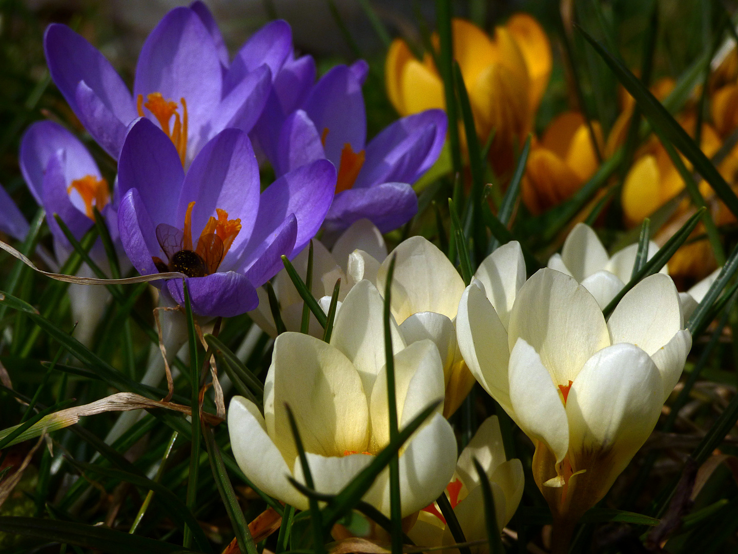 Frühling im Garten