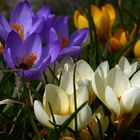 Frühling im Garten