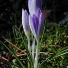 Frühling im Garten