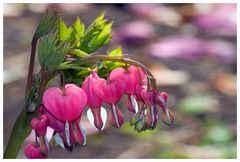 Frühling im Garten