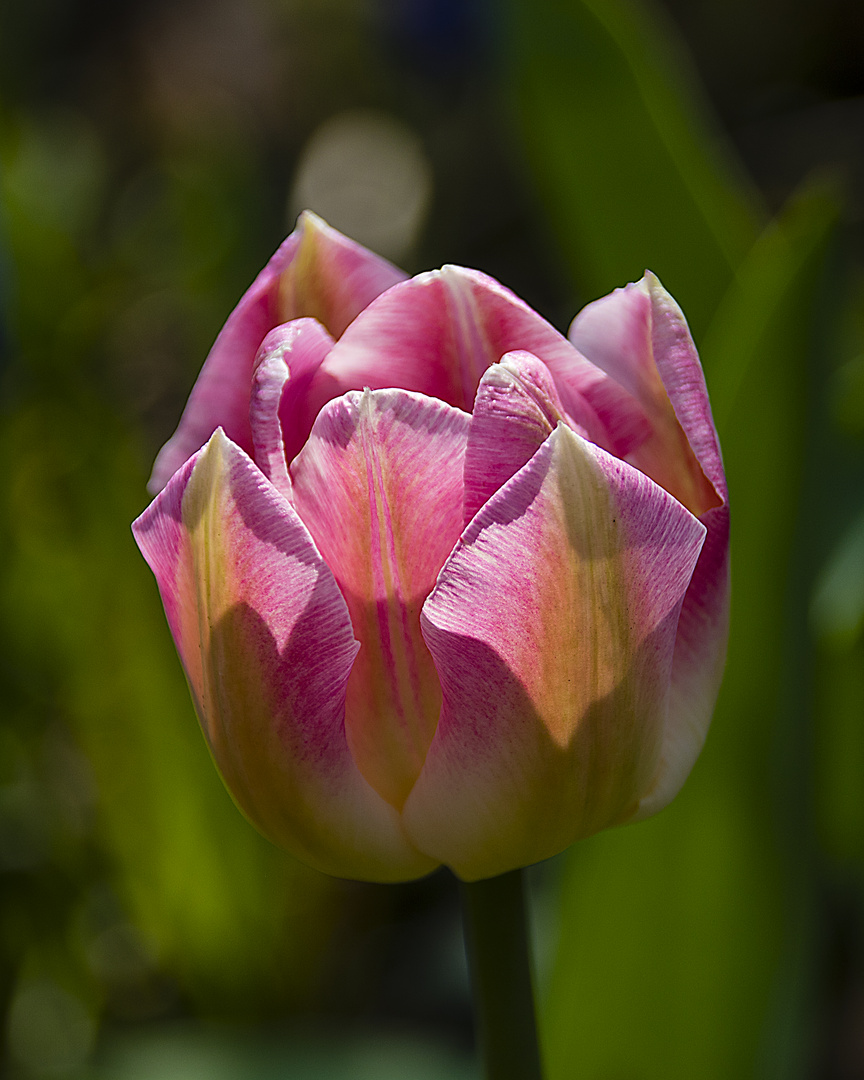 Frühling im  Garten