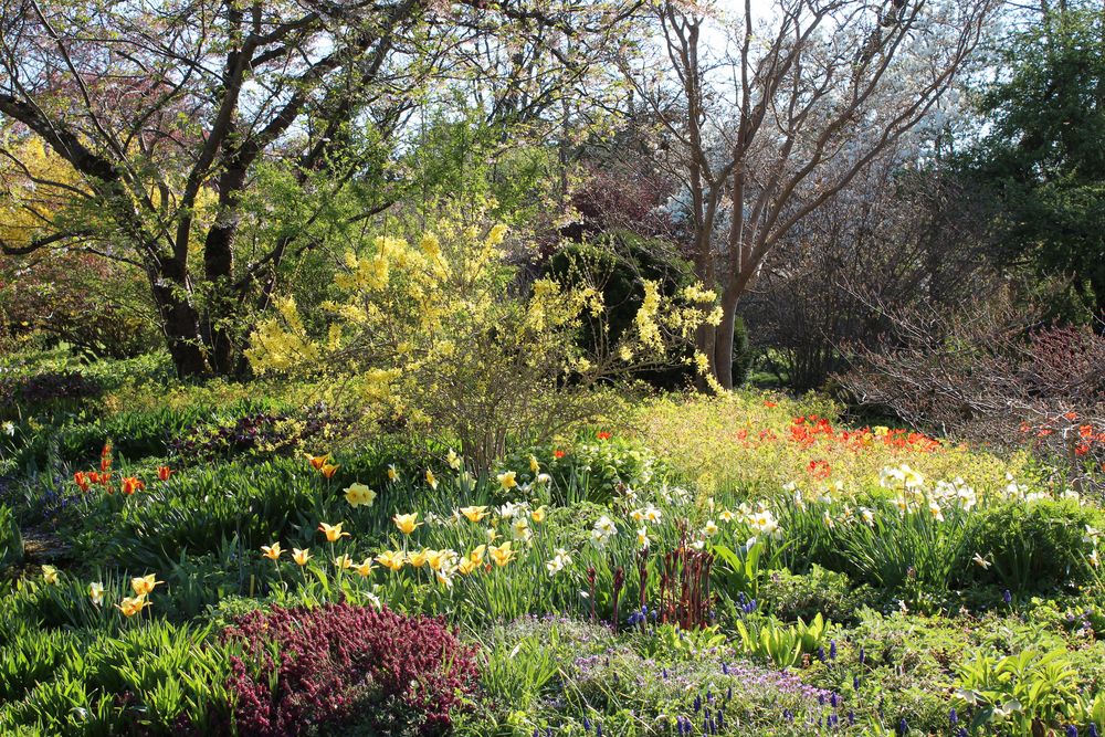 Frühling im Garten Foto & Bild frühling, natur, frühlingsblumen
