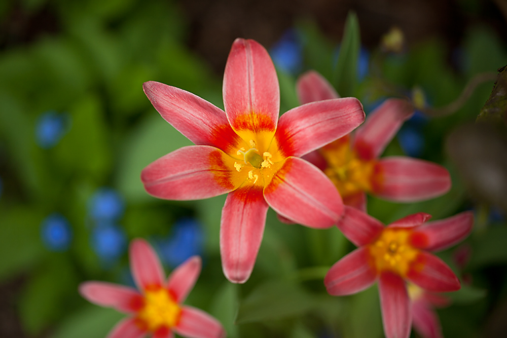 Frühling im Garten