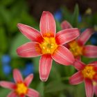 Frühling im Garten