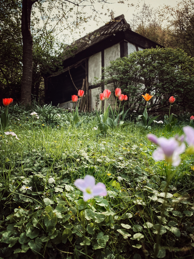 frühling im garten